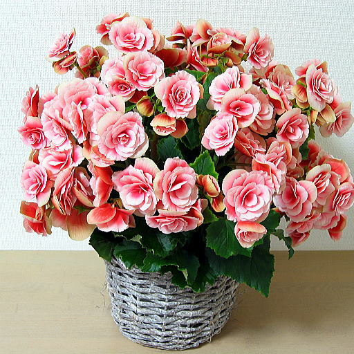 母の日の贈り物 リーガースベゴニア 母の日のお花の贈り物 フラワーギフトをご紹介